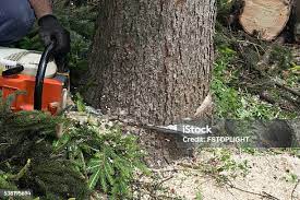 Best Hazardous Tree Removal  in Bartow, FL
