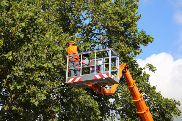 Best Tree Cabling and Bracing  in Bartow, FL