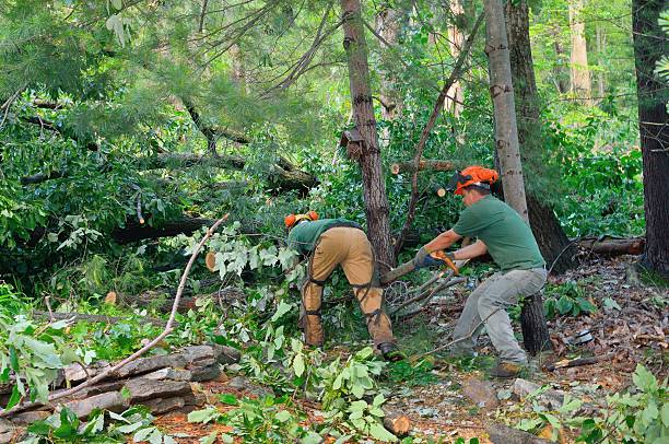 Best Tree Removal  in Bartow, FL